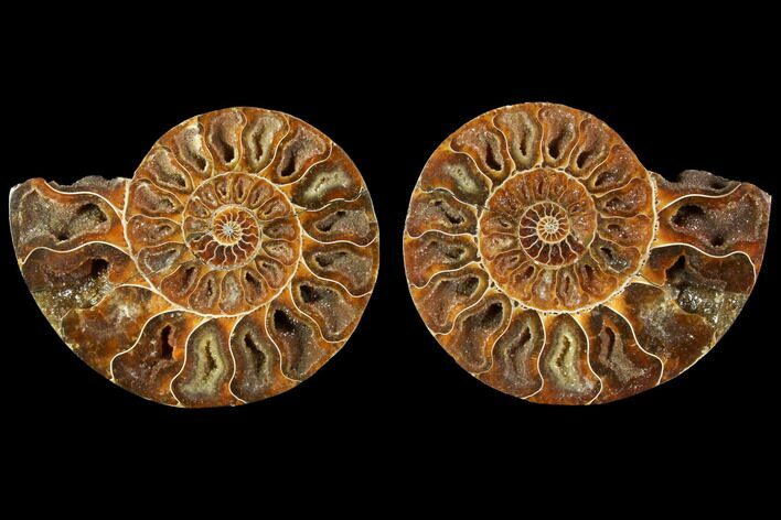 Sliced Ammonite Fossil - Crystal Chambers #114867